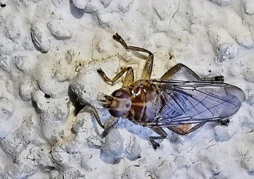 Ornithomya avicularia